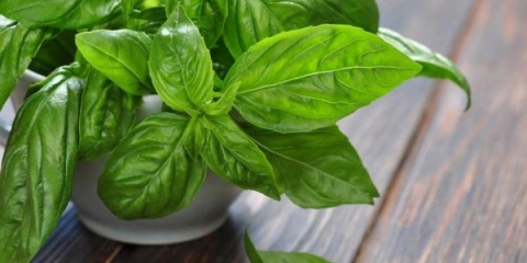 Korisna svojstva i kontraindikacije za upotrebu bosiljka