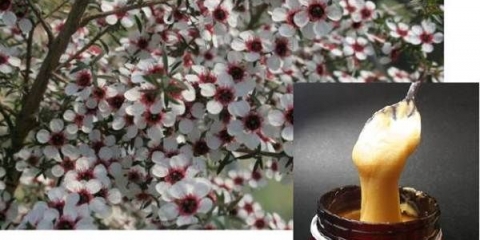 Korisna svojstva i kontraindikacije manuka meda