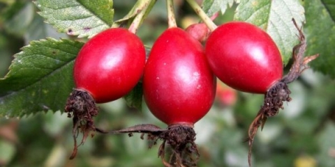 Korisna svojstva i kontraindikacije divlje ruže