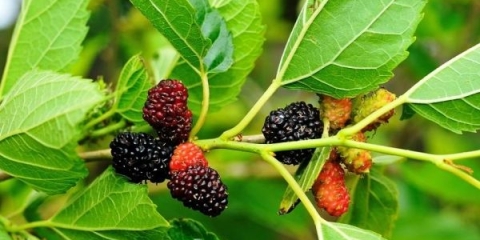 Korisna svojstva i kontraindikacije duda