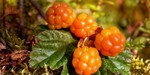 Korisna svojstva morskih bobica