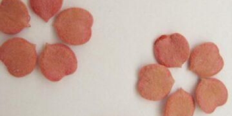 Korisna svojstva viburnuma i kontraindikacije za pritisak