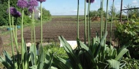 Korisna svojstva luka suvorov ili anzur