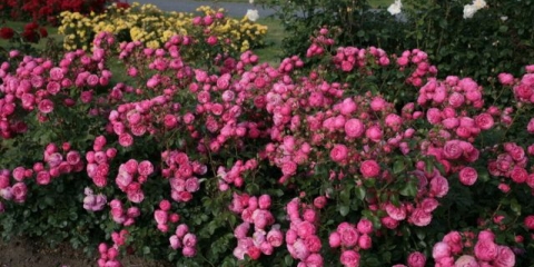 Polyanthus pompon ruža floribunda pomponella (pomponella)