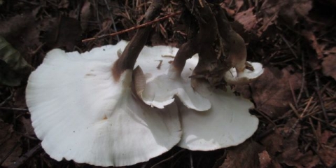 Crnonogi poliporus (crnonogi tinder): fotografija i opis