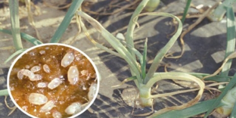 Zalijevanje bijelog i luka slanom vodom od bolesti i štetočina