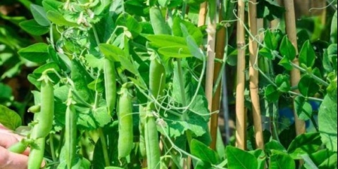 Zalijevanje graška u otvorenom tlu: koliko često, nakon klijanja, nakon sadnje, na vrućini