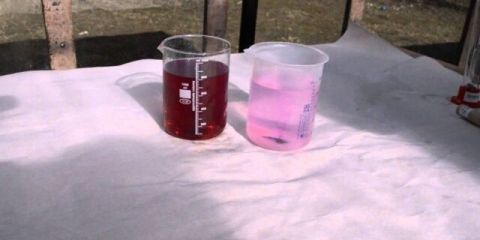 Zalijevanje jagoda kalijum permanganatom: u proljeće, tokom cvatnje, u jesen