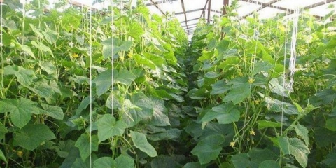 Zalijevanje krastavaca u stakleniku