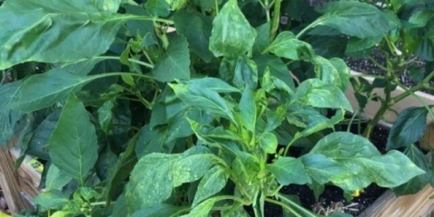 Zalijevanje paprike u stakleniku od polikarbonata: koliko često, nakon sadnje sadnica, u avgustu