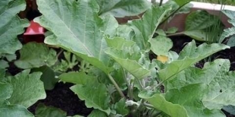 Zalijevanje sadnica patlidžana