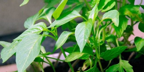 Zalivanje sadnica paprike