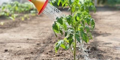 Zalivanje rasada paradajza