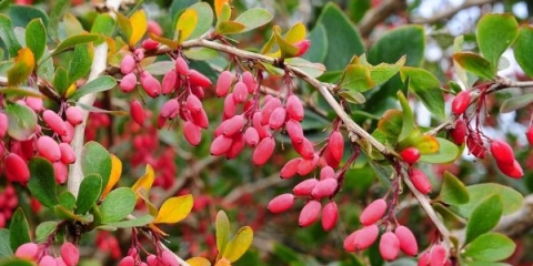 Potpuni opis obične žutike