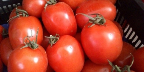Potpuni opis i karakteristike paradajza rio grande
