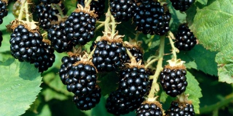 Potpuni opis sorte agave kupine