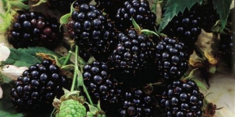 Potpuni opis sorte kupine chester