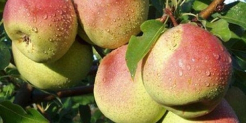 Potpuni opis sorte kruške krasulya