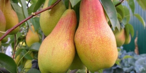 Potpuni opis sorte kruške talgar beauty