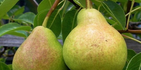 Potpuni opis sorte kruške veles