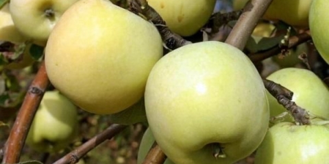 Potpuni opis sorte jabuke antonovka