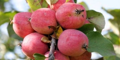 Potpuni opis sorte jabuke pepin šafran