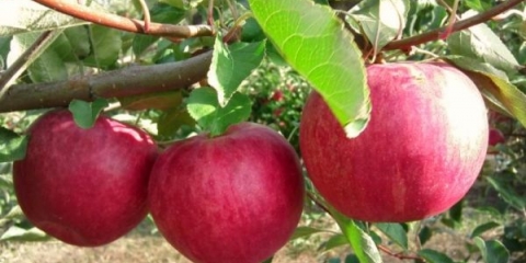 Kompletan opis sorte jabuka slava pobjednicima