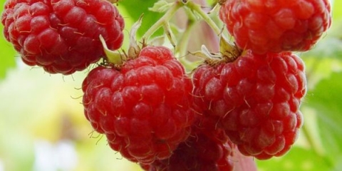 Potpuni opis sorte maline husar