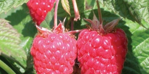 Potpuni opis sorte maline krasa iz rusije