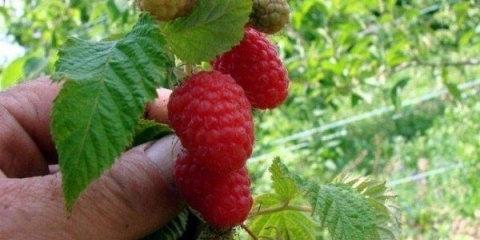 Potpuni opis sorte patricijske maline