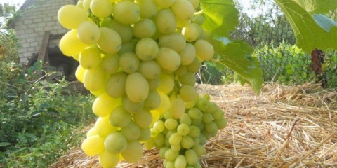 Potpuni opis sorte grožđa laura