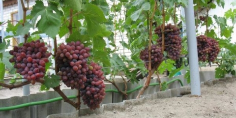 Potpuni opis sorte grožđa novocherkassk anniversary
