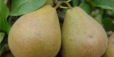 Potpuni opis sorte zimske kruške bjeloruske kasne