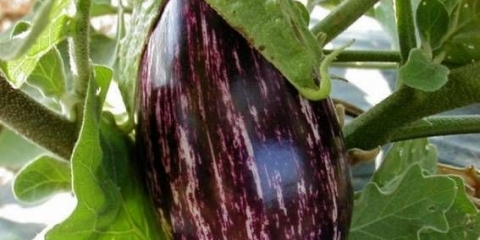 Prugasti patlidžan sa slikom i opisom