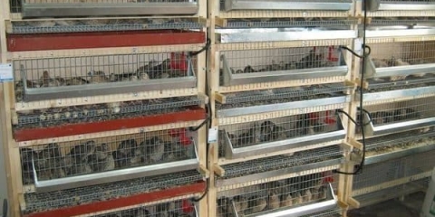 Napravite sami prostoriju za prepelice i držanje u štali bez grijanja