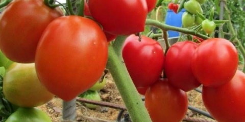 Budenovka paradajz: karakteristike i opis sorte