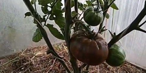 Paradajz crni ananas: karakteristike i opis sorte, fotografija