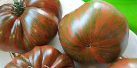 Amur tigar paradajz: opis sorte, fotografije, recenzije