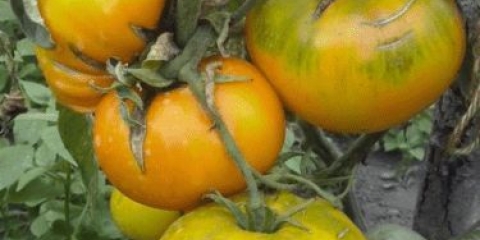 Paradajz bakin poljubac: karakteristike i opis sorte, fotografije, recenzije vrtlara