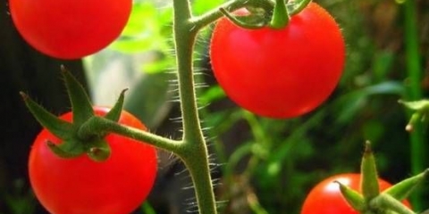 Cherry paradajz: sorte, opis vrsta paradajza