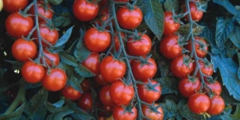 Cherry paradajz: uzgoj sadnica kod kuće + fotografija