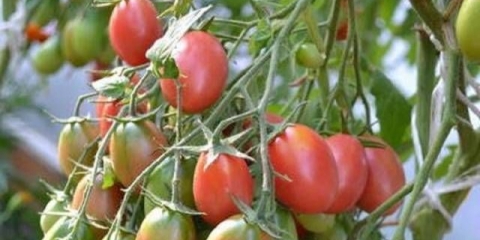 Paradajz chio chio san: fotografija, recenzije