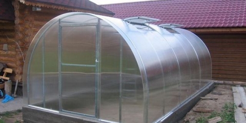 Paradajz za staklenik od polikarbonata: najbolje sorte