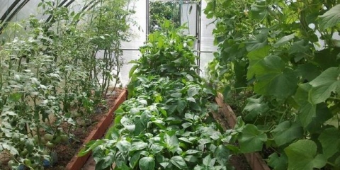 Paradajz i patlidžan u istom plasteniku