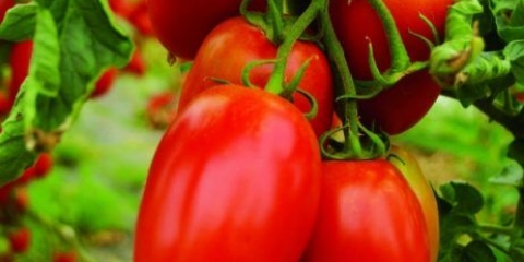 Paradajz inkas f1: opis, recenzije, fotografije grma, sadnja i njega