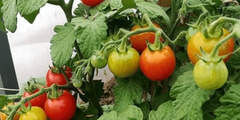 Kameni cvijet rajčice: opis sorte, fotografije, recenzije, kako saditi, kako uzgajati