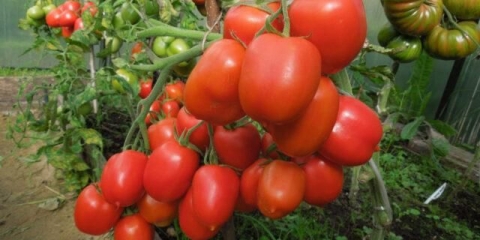 Iznenađenje u zatvorenom prostoru: opis sorte, fotografije, recenzije, uzgoj kod kuće