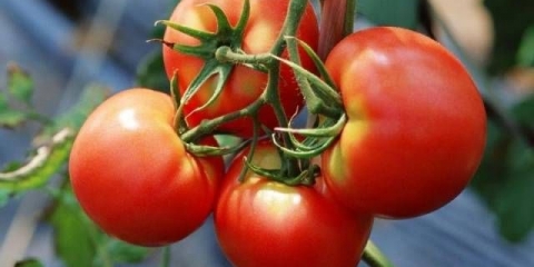 Crvenkapica od paradajza: fotografija i opis