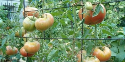 Veliki paradajz: najbolje sorte sa opisima i fotografijama