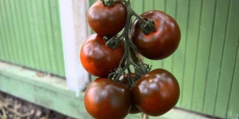 Kumato paradajz: karakteristike i karakteristike sorte